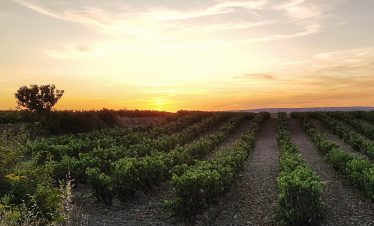 Rioja from 195€